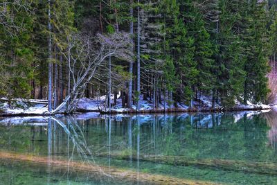 Bare trees by lake in forest