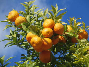 Low angle view of oranges growing on tree against sky