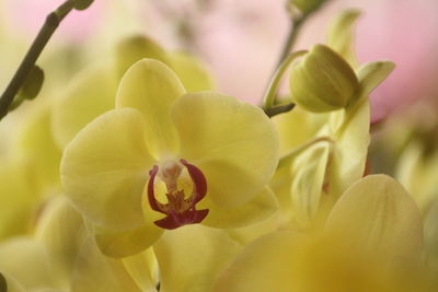 Close-up of phalaenopsis plant