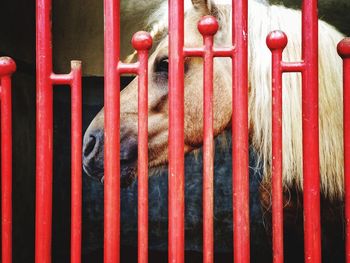 Close-up of a horse in cage