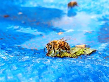 Close-up of bees in a swimming pool