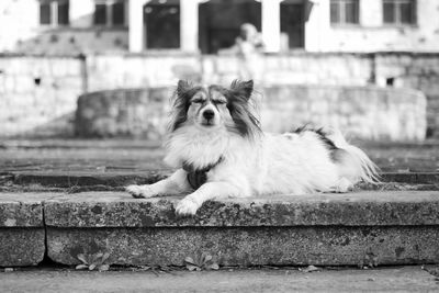 Dog sitting on wall