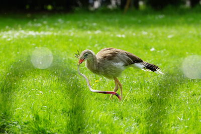 Side view of a bird on grass