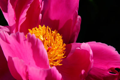 High angle view of pink flower blooming in park on sunny day