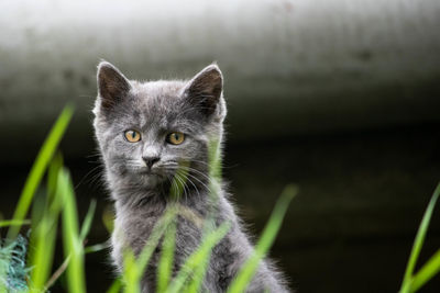 Close-up portrait of a cat