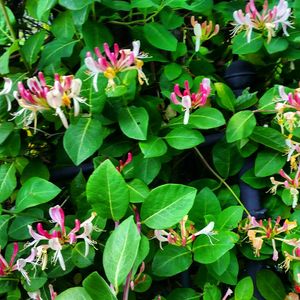 Close-up of flowers blooming outdoors