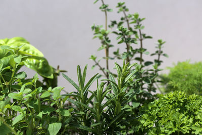 Close-up of fresh green plant