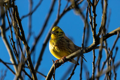 bird