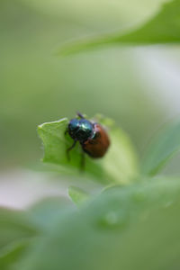 Close-up of fly on leaf