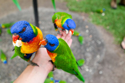 Cropped image of hand feeding rainbow lorikeets