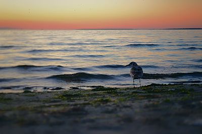 Seagull on beach during sunset