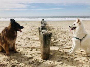 2 dogs sitting face to face at beach