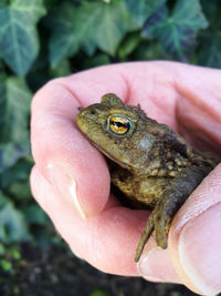 Close-up of a hand holding toad