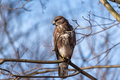 Low angle view of bird perching on branch