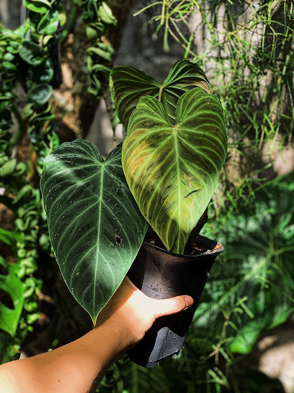 CLOSE-UP OF PERSON HOLDING LEAF