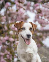 Close-up portrait of dog by flower