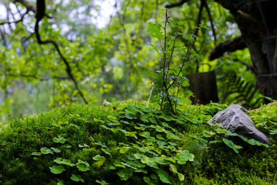 Close-up of tree trunk