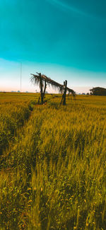 Scenic view of field against blue sky