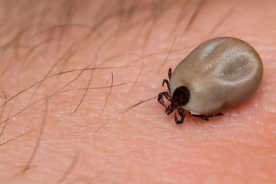 Close-up of insect on hand