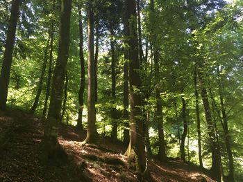 Trees in forest