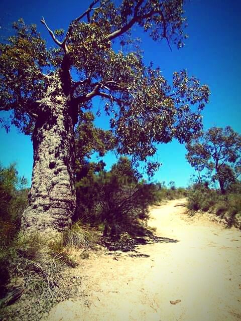 tree, clear sky, tranquility, blue, tranquil scene, nature, sunlight, growth, shadow, landscape, beauty in nature, scenics, sky, dirt road, non-urban scene, day, the way forward, outdoors, no people, field