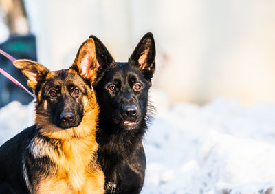 Portrait of dog in snow