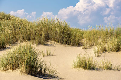 natural environment