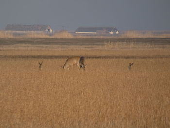 Side view of a horse on field