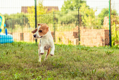 Dog running in grass