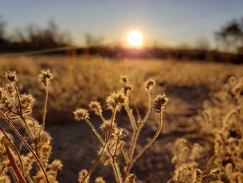 Plants growing on field against bright sun