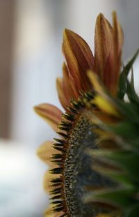 Close-up of flower