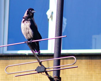 Close-up of bird perching on metal