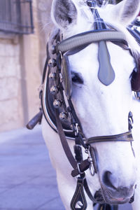 Close-up of a horse