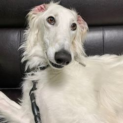 Close-up portrait of white dog at home