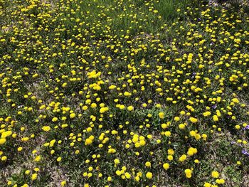 High angle view of yellow flowering plants on field