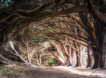 Trees on landscape