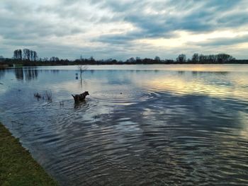 Swans swimming in lake against sky