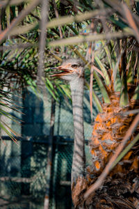 Close-up of a bird in forest