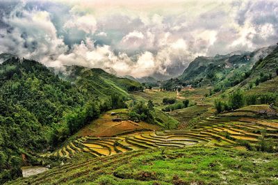 Scenic view of rice field against sky