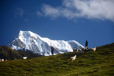 Sheep on mountain against sky