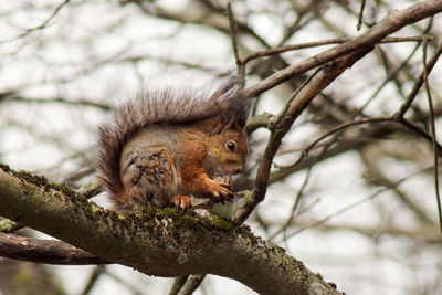 Low angle view of squirrel on tree