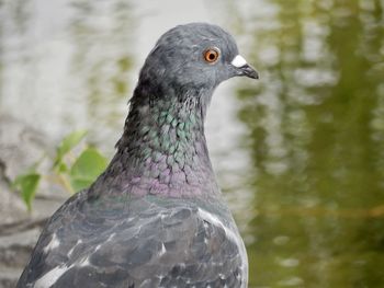 Close-up of pigeon