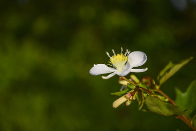 Close-up of insect on white flower