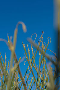 Low angle view of flowering plants against blue sky