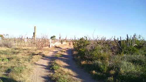 Panoramic shot of trees on field against clear blue sky