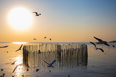 Seagulls flying over sea during sunset