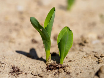 Close-up of plant growing on land