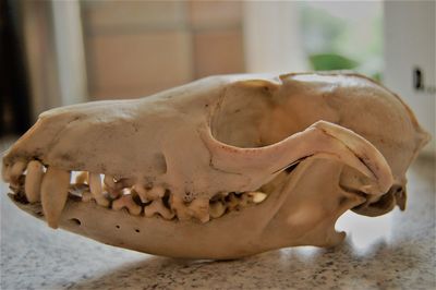 Close-up of animal skull on marble table