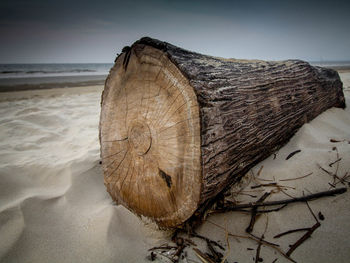 Close-up of tree stump on beach