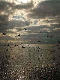 Seagulls flying over sea